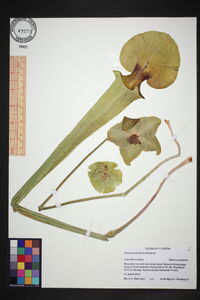 Sarracenia flava image