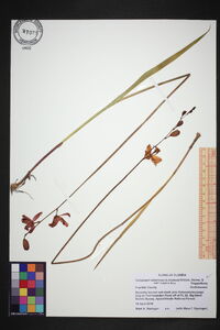 Calopogon tuberosus var. tuberosus image