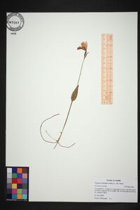 Pogonia ophioglossoides image