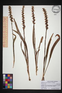 Spiranthes cernua image