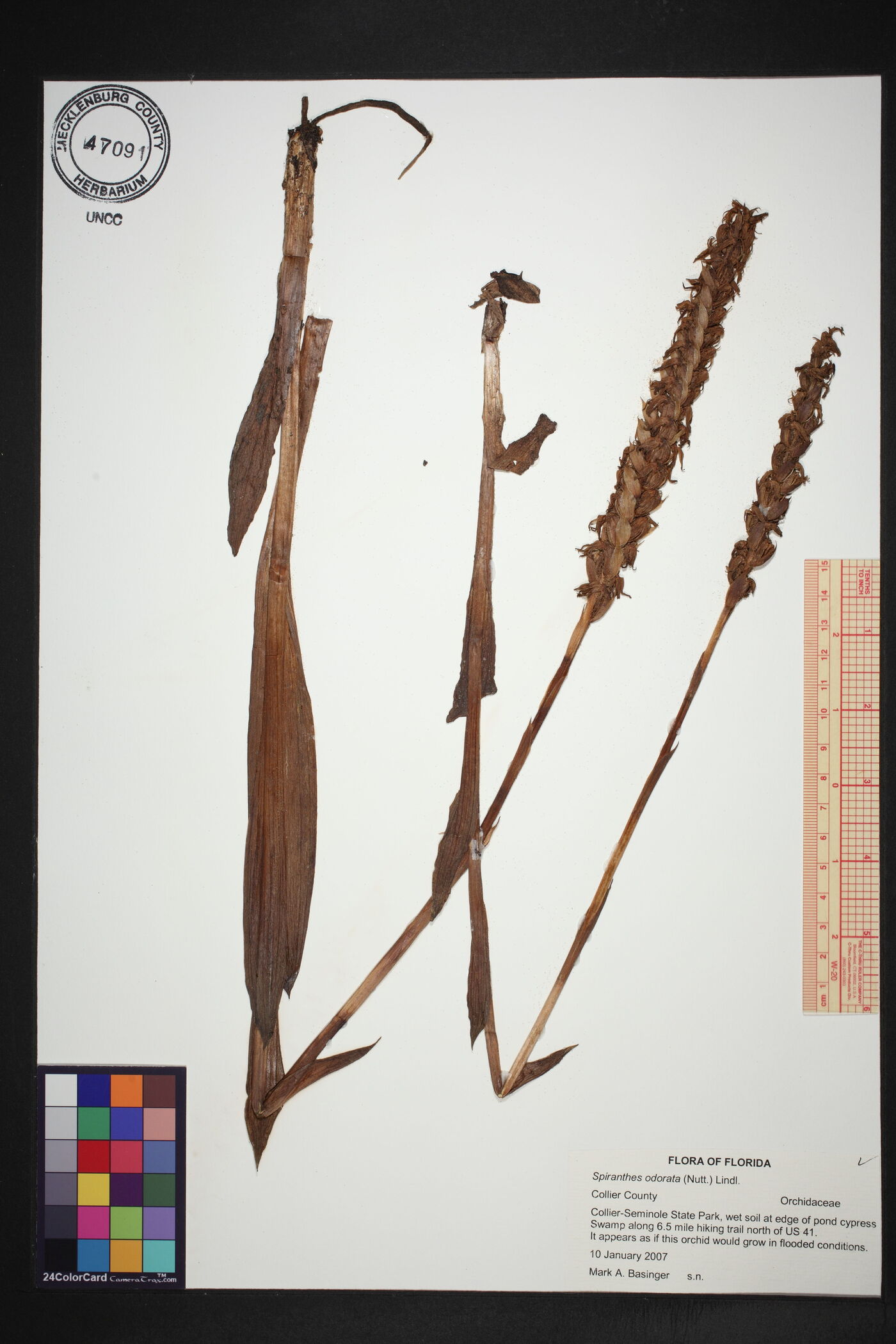 Spiranthes odorata image