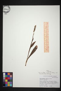 Spiranthes ovalis image