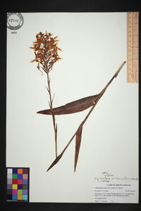 Platanthera ciliaris image