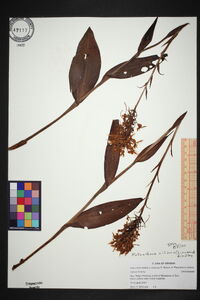 Platanthera ciliaris image