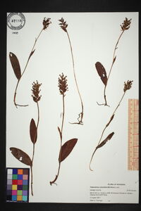 Platanthera clavellata image