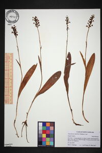 Platanthera clavellata image