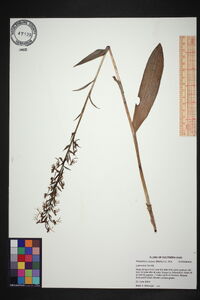 Platanthera lacera image