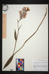 Platanthera peramoena image