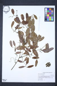 Smilax auriculata image