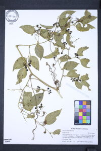 Smilax smallii image