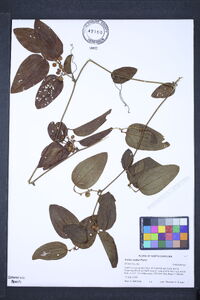 Smilax walteri image