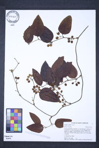 Smilax walteri image