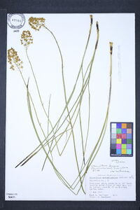 Stenanthium densum image