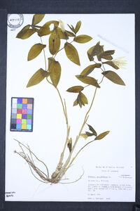 Uvularia grandiflora image