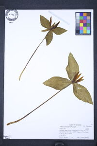 Trillium cuneatum image