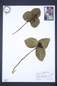 Trillium stamineum image