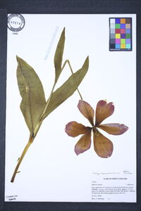 Tulipa sylvestris image
