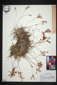 Tillandsia recurvata image