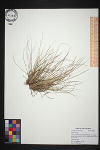 Tillandsia bartramii image