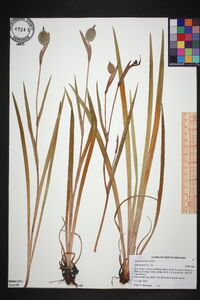 Iris tridentata image