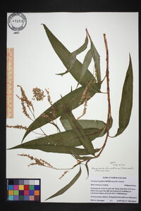 Persicaria densiflora image