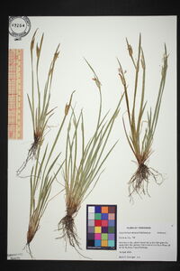 Sisyrinchium albidum image