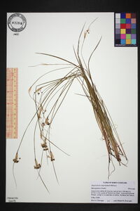 Sisyrinchium mucronatum image