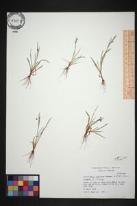 Sisyrinchium rosulatum image