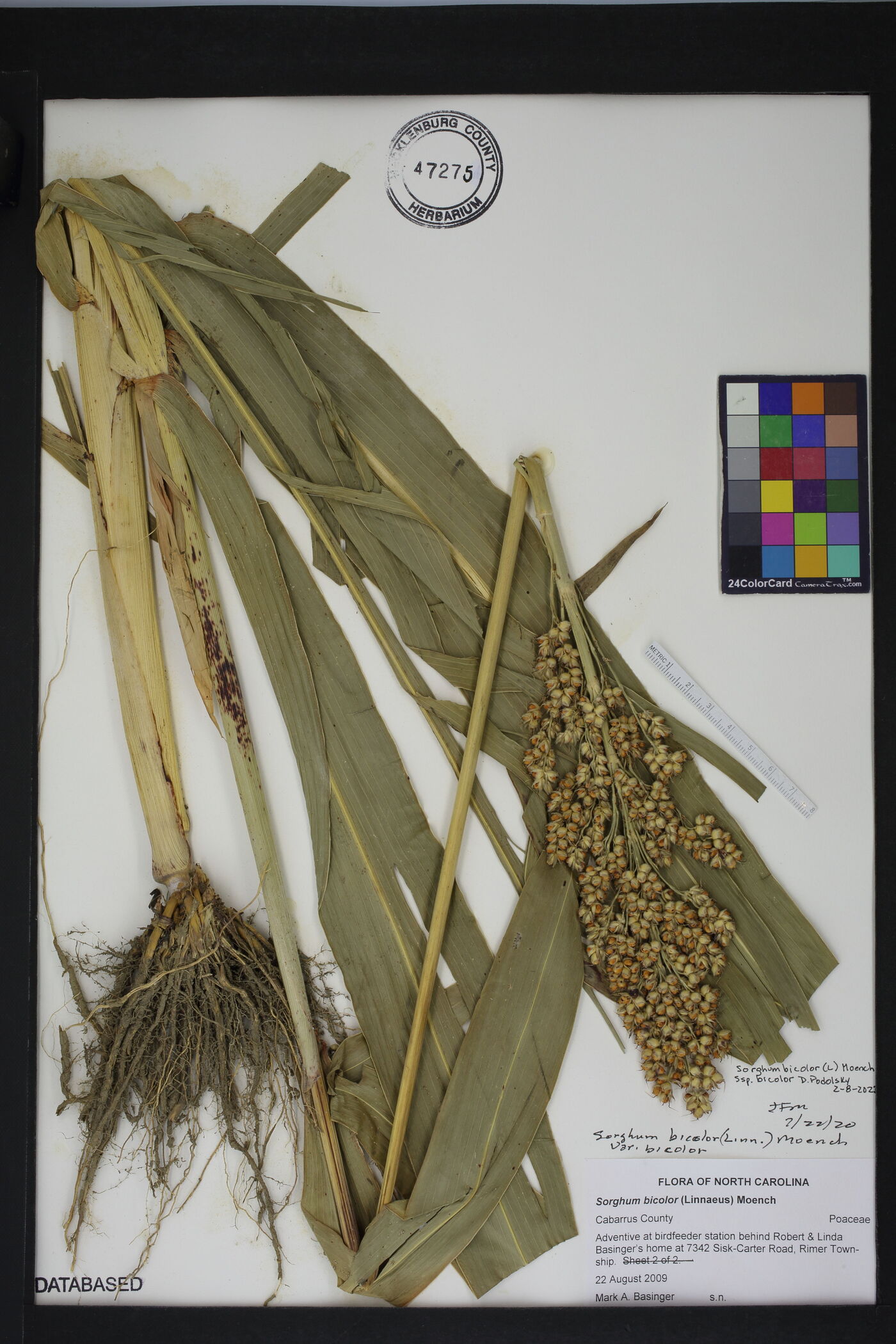 Sorghum bicolor subsp. bicolor image