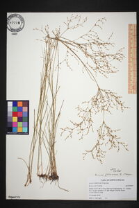 Juncus pelocarpus image