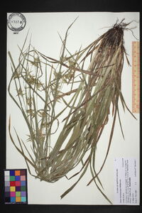 Carex lonchocarpa image