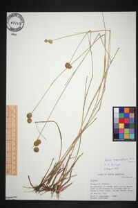 Juncus megacephalus image