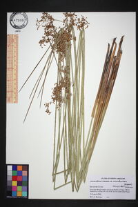 Juncus effusus var. solutus image