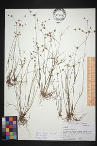 Juncus debilis image