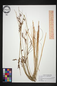 Juncus balticus subsp. littoralis image