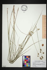 Juncus brachycarpus image