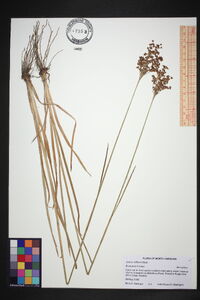 Juncus biflorus image