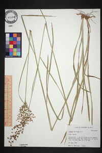 Juncus biflorus image