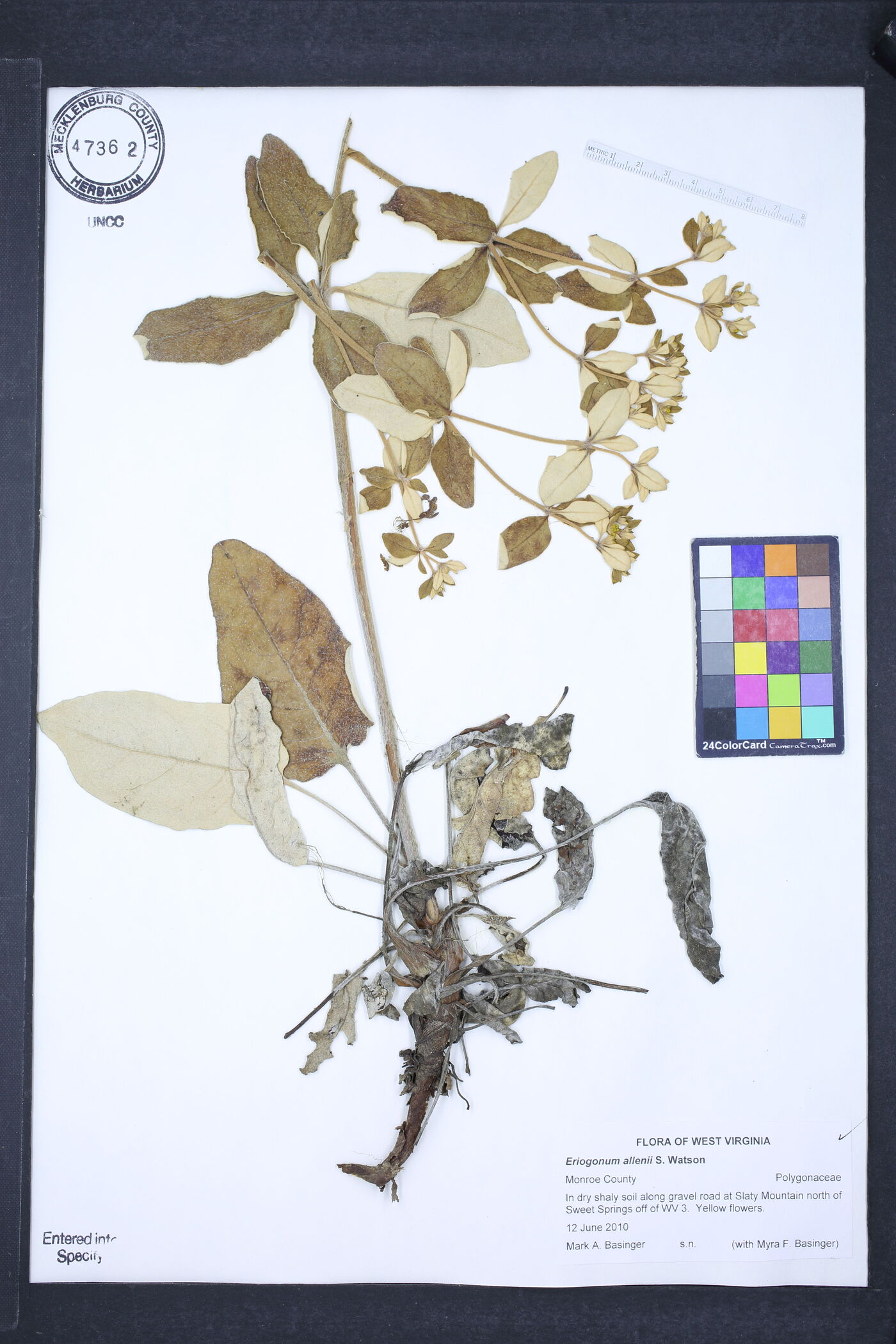 Eriogonum allenii image