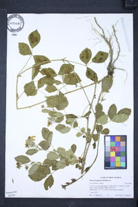 Rubus flagellaris image