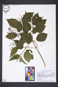 Viburnum dentatum var. lucidum image