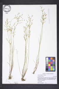 Juncus debilis image