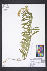 Asclepias tuberosa var. rolfsii image