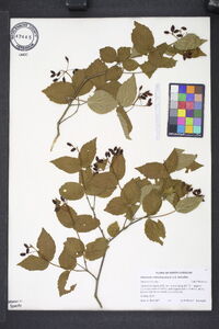 Viburnum rafinesqueanum image