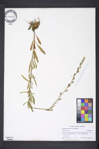 Oenothera perennis image