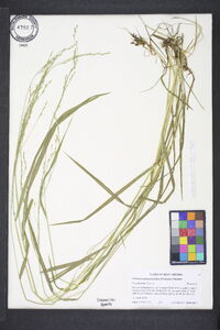 Festuca subverticillata image