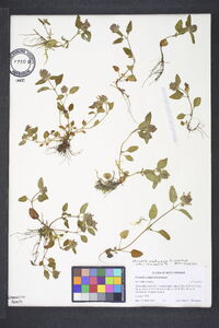 Prunella vulgaris subsp. lanceolata image