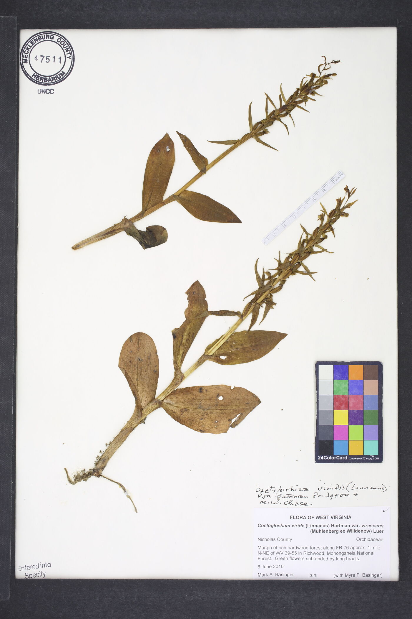 Dactylorhiza viridis image