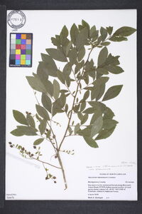 Vaccinium stamineum var. stamineum image