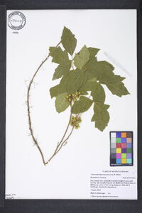 Toxicodendron pubescens image